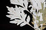 Common wormwood 